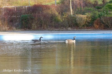 Katzheide - Gänse 6131