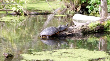 Schildkröten - 7793